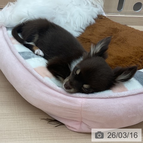埼玉県のチワワ(ロング) (ペッツワン 浦和美園店/2025年12月17日生まれ/女の子/チョコレートタンホワイト)の子犬の3枚目の画像