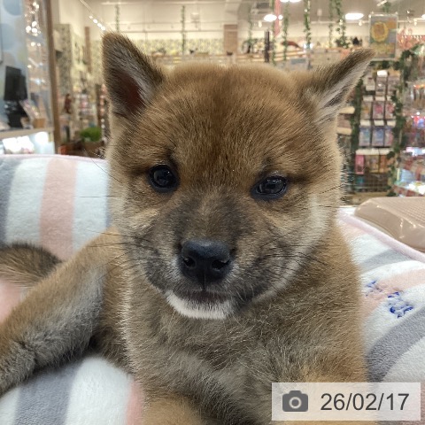 群馬県の柴犬(標準サイズ) (ペットプラス 前橋店/2025年12月16日生まれ/女の子/赤)の子犬の3枚目の画像