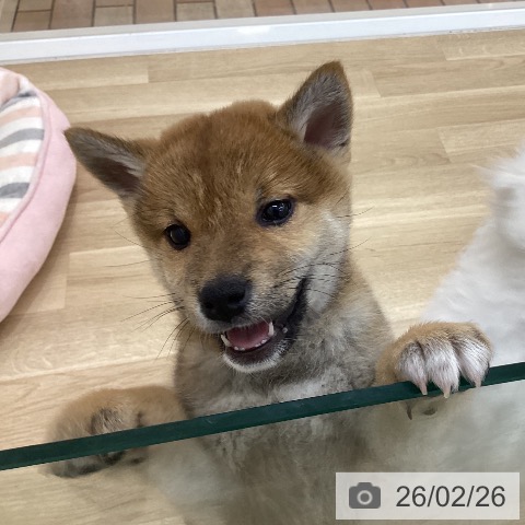 群馬県の柴犬(標準サイズ) (ペットプラス 前橋店/2025年12月16日生まれ/女の子/赤)の子犬の3枚目の画像