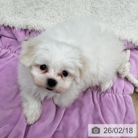 福島県のマルチーズ (ペットプラス 福島店/2025年12月17日生まれ/男の子/ホワイト)の子犬の4枚目の画像