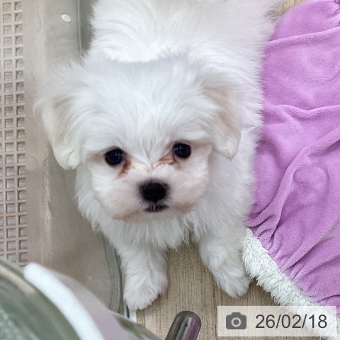 福島県のマルチーズ (ペットプラス 福島店/2025年12月17日生まれ/男の子/ホワイト)の子犬の3枚目の画像