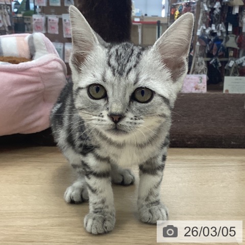 アメリカンショートヘアの写真