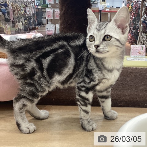 アメリカンショートヘアの写真