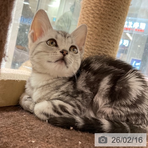 東京都のアメリカンショートヘアー (ペットプラス 立川高島屋S.C.店/2025年12月1日生まれ/女の子/シルバータビー)の子猫の4枚目の画像