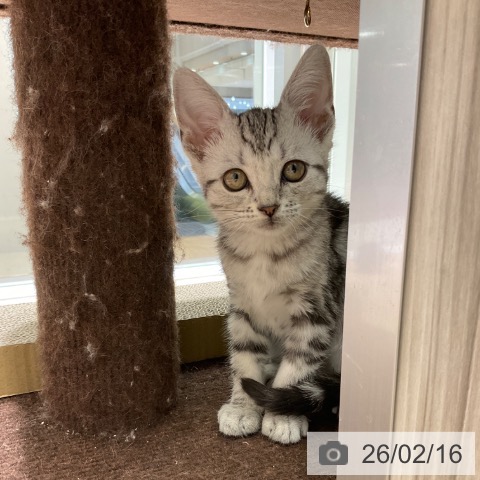 東京都のアメリカンショートヘアー (ペットプラス 立川高島屋S.C.店/2025年12月1日生まれ/女の子/シルバータビー)の子猫の3枚目の画像