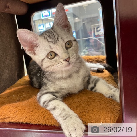 アメリカンショートヘアの写真