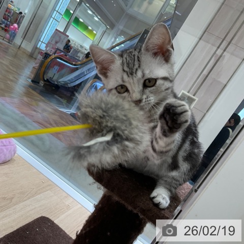 アメリカンショートヘアの写真