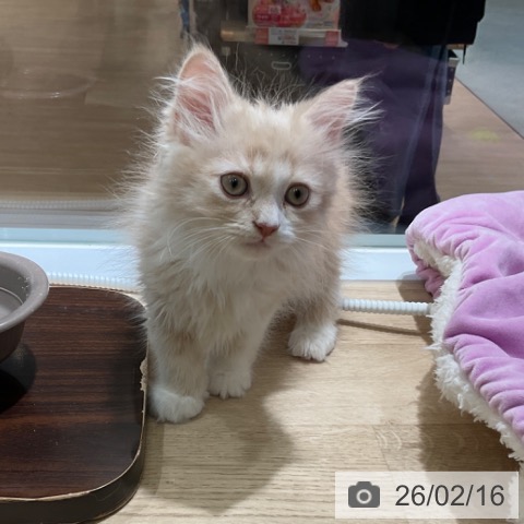 ミヌエットの写真