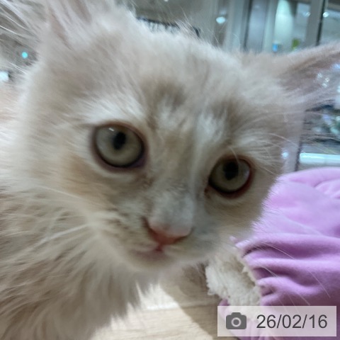 ミヌエットの写真