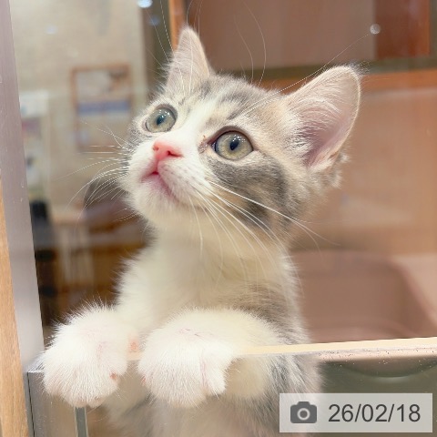 神奈川県のミヌエット (ペットプラス 川崎ルフロン店/2025年12月17日生まれ/女の子/ブルータビーホワイト)の子猫の3枚目の画像
