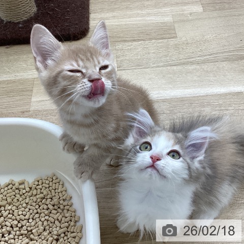 福島県のミヌエット (ペットプラス 福島店/2025年12月17日生まれ/男の子/クリームタビー)の子猫の4枚目の画像