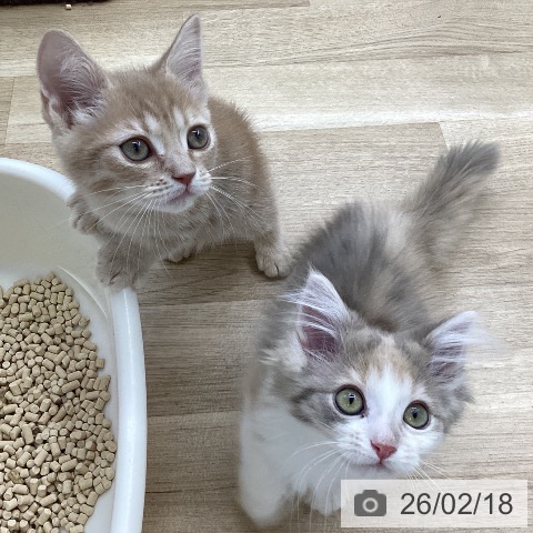 福島県のミヌエット (ペットプラス 福島店/2025年12月17日生まれ/男の子/クリームタビー)の子猫の3枚目の画像