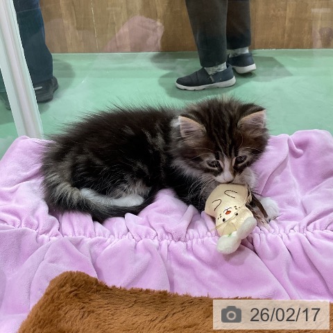 ノルウェージャンフォレストキャットの写真