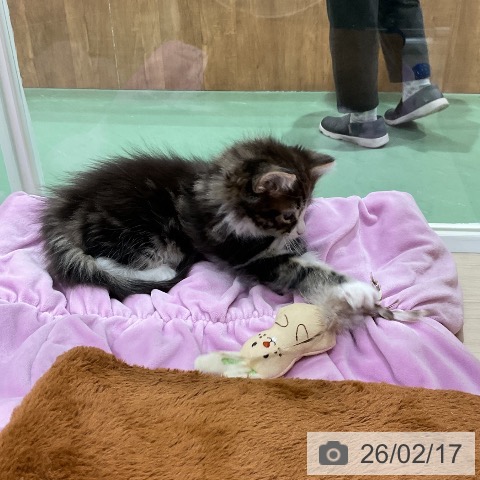 ノルウェージャンフォレストキャットの写真