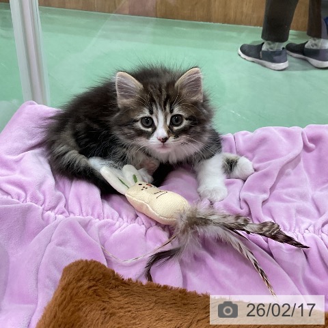 ノルウェージャンフォレストキャットの写真