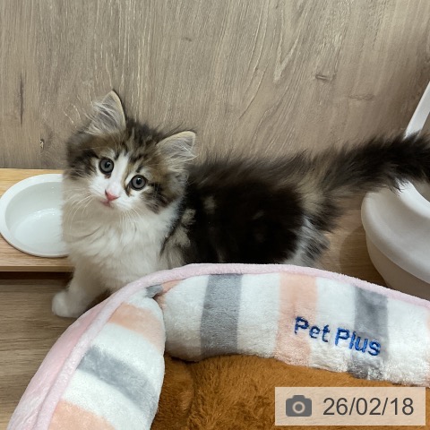 ノルウェージャンフォレストキャットの写真