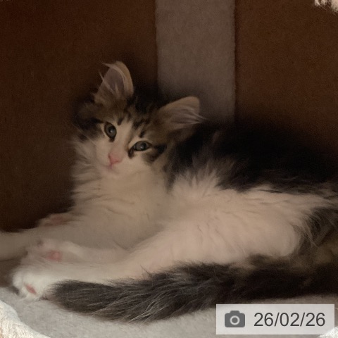 埼玉県のノルウェージャンフォレストキャット (ペットプラス 与野店/2025年12月16日生まれ/男の子/ブラウンタビーホワイト)の子猫の3枚目の画像