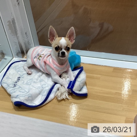 神奈川県のチワワ(ロング) (ペットプラス ビアレ横浜店/2025年12月16日生まれ/男の子/ホワイトフォーン)の子犬の4枚目の画像