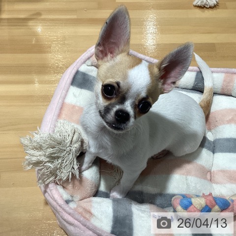 神奈川県のチワワ(ロング) (ペットプラス ビアレ横浜店/2025年12月16日生まれ/男の子/ホワイトフォーン)の子犬の3枚目の画像