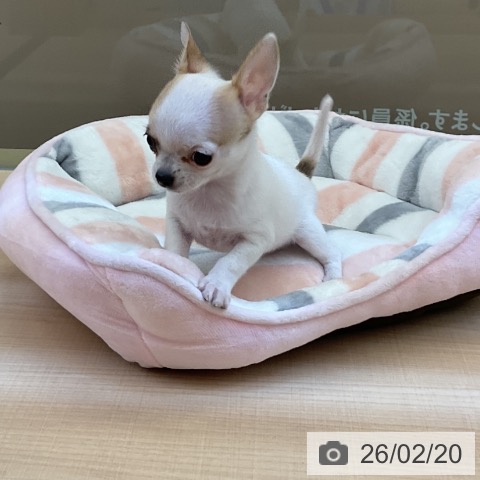 埼玉県のチワワ(ロング) (ペッツワン 浦和美園店/2025年12月16日生まれ/女の子/ホワイトフォーン)の子犬の4枚目の画像