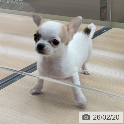 埼玉県のチワワ(ロング) (ペッツワン 浦和美園店/2025年12月16日生まれ/女の子/ホワイトフォーン)の子犬の3枚目の画像