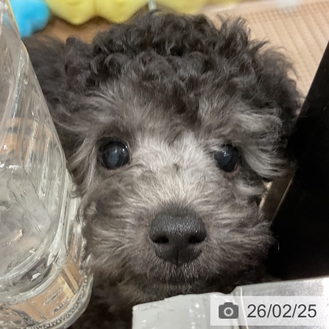 埼玉県のトイプードル(トイ) (ペッツワン 吉川美南店/2025年12月17日生まれ/男の子/グレー)の子犬の3枚目の画像