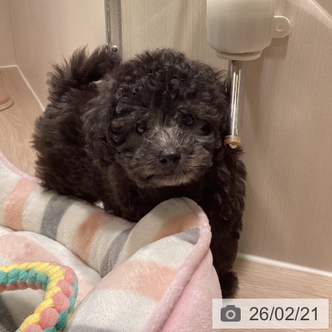 神奈川県のトイプードル(トイ) (ペットプラス 新百合丘店/2025年12月17日生まれ/男の子/グレー)の子犬の4枚目の画像