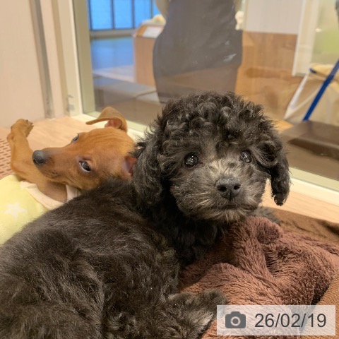 トイ・プードルの写真