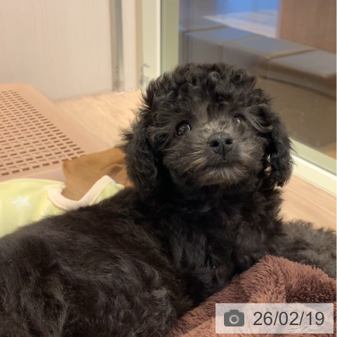 千葉県のトイプードル(トイ) (ペットプラス 幕張新都心店/2025年12月17日生まれ/女の子/グレー)の子犬の4枚目の画像