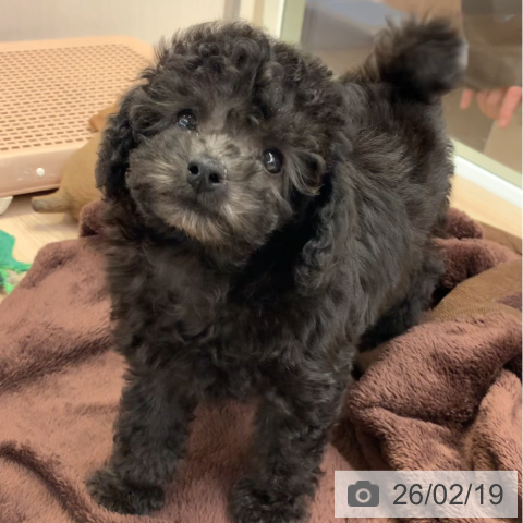 千葉県のトイプードル(トイ) (ペットプラス 幕張新都心店/2025年12月17日生まれ/女の子/グレー)の子犬の3枚目の画像