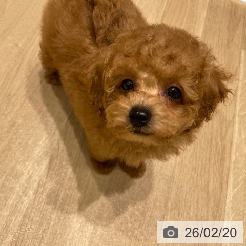 長野県のトイプードル(トイ) (ペットプラス 須坂店/2025年12月14日生まれ/男の子/レッド)の子犬の4枚目の画像