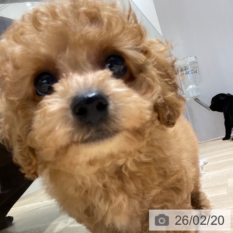 長野県のトイプードル(トイ) (ペットプラス 須坂店/2025年12月14日生まれ/男の子/レッド)の子犬の3枚目の画像