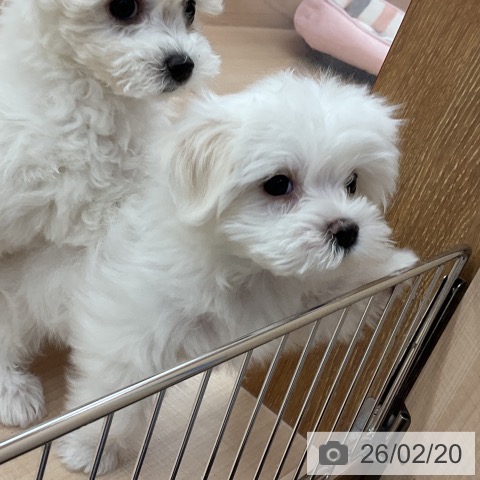 埼玉県のマルチーズ (ペッツワン 浦和美園店/2025年12月16日生まれ/男の子/ホワイト)の子犬の4枚目の画像