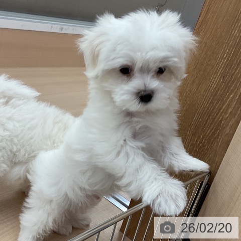 埼玉県のマルチーズ (ペッツワン 浦和美園店/2025年12月16日生まれ/男の子/ホワイト)の子犬の3枚目の画像