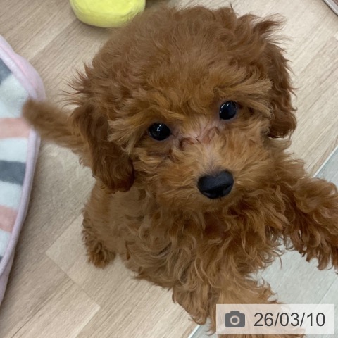 神奈川県のトイプードル(トイ) (ペットプラス 武蔵小杉店/2025年12月15日生まれ/女の子/レッド)の子犬の4枚目の画像