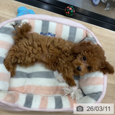 神奈川県のトイプードル(トイ) (ペットプラス 武蔵小杉店/2025年12月15日生まれ/女の子/レッド)の子犬の3枚目の画像