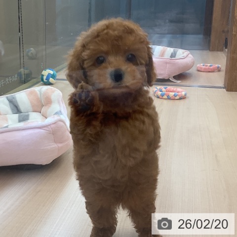 埼玉県のトイプードル(トイ) (ペッツワン 浦和美園店/2025年12月15日生まれ/女の子/レッド)の子犬の4枚目の画像