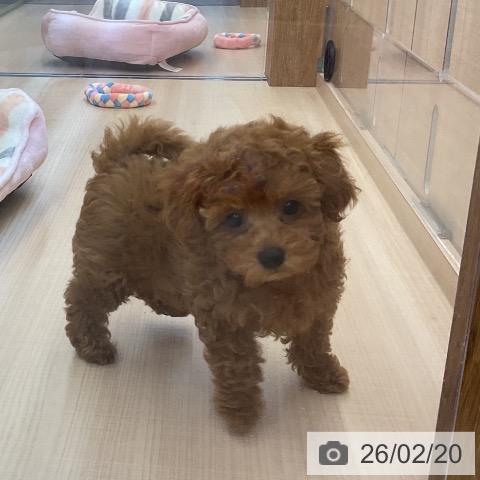 埼玉県のトイプードル(トイ) (ペッツワン 浦和美園店/2025年12月15日生まれ/女の子/レッド)の子犬の3枚目の画像