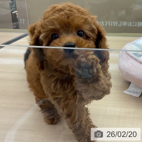 埼玉県のトイプードル(トイ) (ペッツワン 浦和美園店/2025年12月15日生まれ/女の子/レッド)の子犬の4枚目の画像