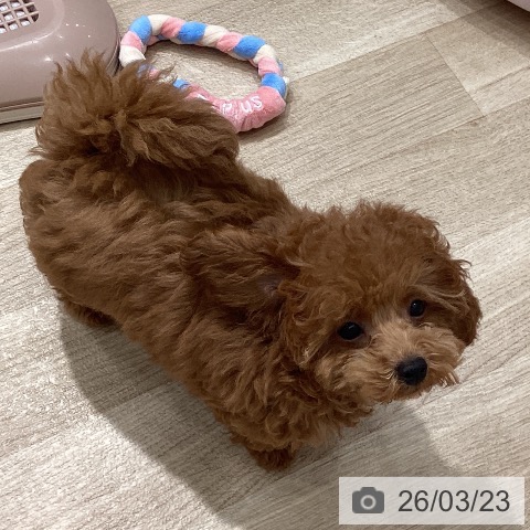 埼玉県のトイプードル(トイ) (ペットプラス 八潮店/2025年12月15日生まれ/女の子/レッド)の子犬の4枚目の画像