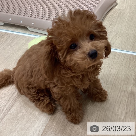 埼玉県のトイプードル(トイ) (ペットプラス 八潮店/2025年12月15日生まれ/女の子/レッド)の子犬の3枚目の画像