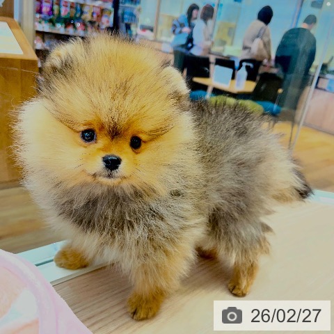 千葉県のポメラニアン (ペットプラス 幕張新都心店/2025年12月17日生まれ/女の子/オレンジ)の子犬の4枚目の画像