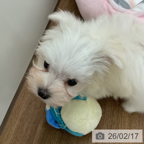 マルチーズの写真