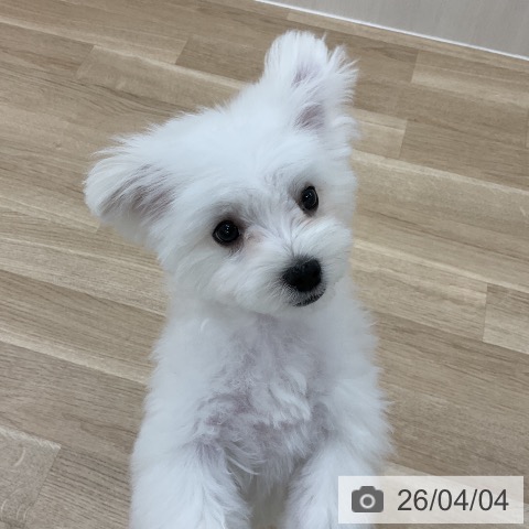 マルチーズの写真