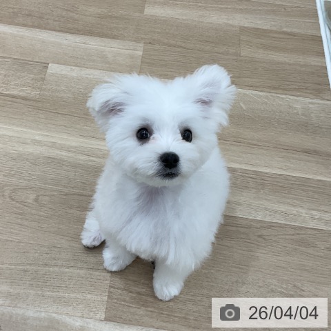 マルチーズの写真