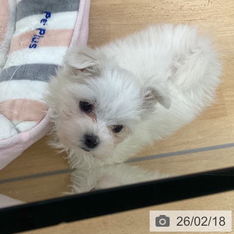 埼玉県のマルチーズ (ペットプラス 羽生店/2025年12月15日生まれ/男の子/ホワイト)の子犬の4枚目の画像