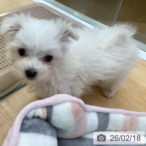 埼玉県のマルチーズ (ペットプラス 羽生店/2025年12月15日生まれ/男の子/ホワイト)の子犬の3枚目の画像