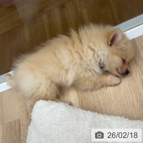 福島県のポメラニアン (ペットプラス 福島店/2025年12月15日生まれ/女の子/クリーム)の子犬の4枚目の画像