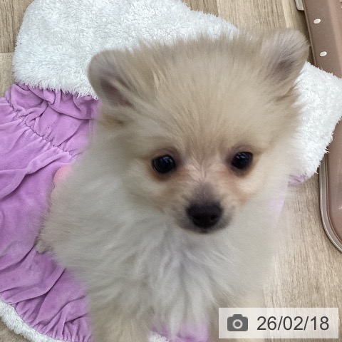 福島県のポメラニアン (ペットプラス 福島店/2025年12月15日生まれ/女の子/クリーム)の子犬の3枚目の画像
