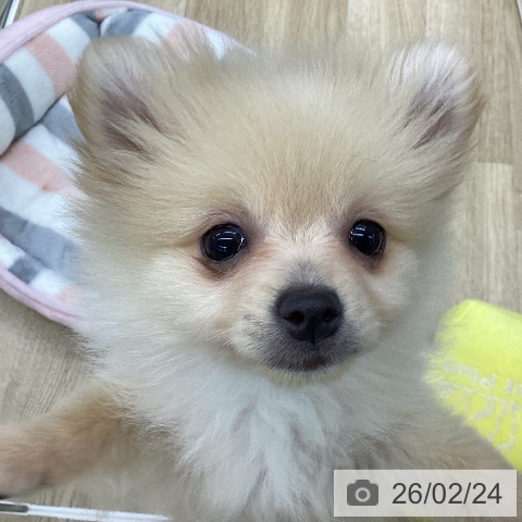 福島県のポメラニアン (ペットプラス 福島店/2025年12月15日生まれ/女の子/クリーム)の子犬の3枚目の画像